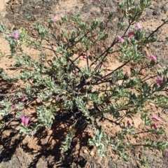 Eremophila latrobei subsp. latrobei at Opalton, QLD - 2 Aug 2023