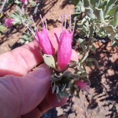 Eremophila latrobei subsp. latrobei at Opalton, QLD - 2 Aug 2023