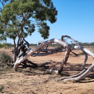 Corymbia aparrerinja at Opalton, QLD - 2 Aug 2023