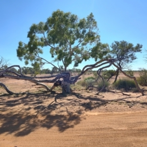 Corymbia aparrerinja at Opalton, QLD - 2 Aug 2023 11:29 AM