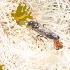 Thynninae (subfamily) (Smooth flower wasp) at Black Mountain - 11 Oct 2023 by Roger