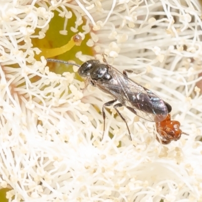 Thynninae (subfamily) (Smooth flower wasp) at Point 85 - 11 Oct 2023 by Roger