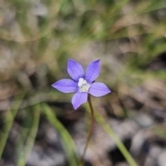 Wahlenbergia gracilis (Australian Bluebell) at Cuumbeun Nature Reserve - 11 Oct 2023 by Csteele4