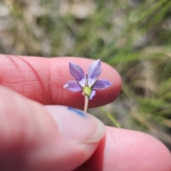 Wahlenbergia gracilis at Carwoola, NSW - 11 Oct 2023 03:41 PM