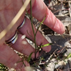 Wahlenbergia gracilis at Carwoola, NSW - 11 Oct 2023 03:41 PM