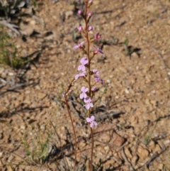 Stylidium graminifolium (Grass Triggerplant) at Carwoola, NSW - 11 Oct 2023 by Csteele4