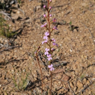 Stylidium graminifolium (grass triggerplant) at Cuumbeun Nature Reserve - 11 Oct 2023 by Csteele4