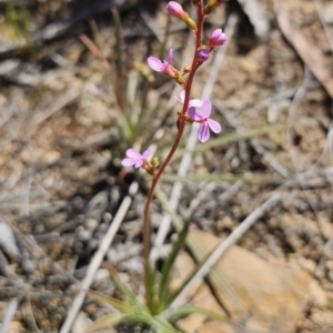 Stylidium graminifolium at Carwoola, NSW - 11 Oct 2023 03:36 PM