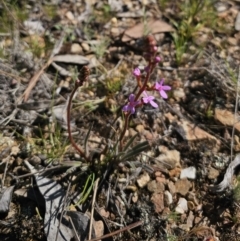 Stylidium graminifolium at Carwoola, NSW - 11 Oct 2023 03:36 PM