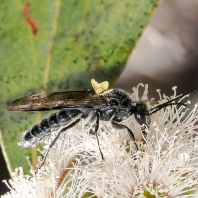 Tiphiidae (family) (Unidentified Smooth flower wasp) at Black Mountain - 10 Oct 2023 by Roger