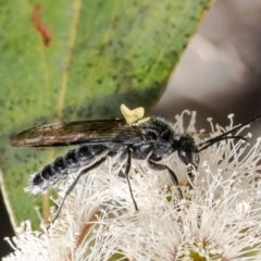 Tiphiidae sp. (family) (Unidentified Smooth flower wasp) at Canberra Central, ACT - 10 Oct 2023 by Roger