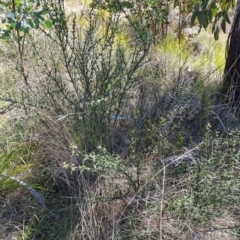 Discaria pubescens (Australian Anchor Plant) at Namadgi National Park - 11 Oct 2023 by LPadg