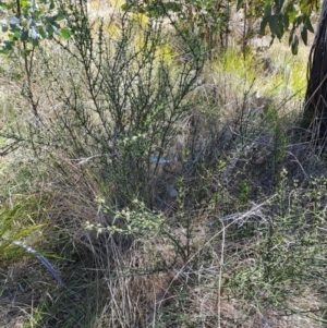 Discaria pubescens at Rendezvous Creek, ACT - 11 Oct 2023 12:36 PM