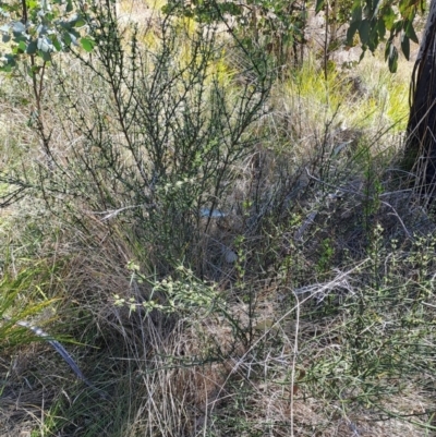 Discaria pubescens (Australian Anchor Plant) at Rendezvous Creek, ACT - 11 Oct 2023 by LPadg