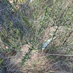 Discaria pubescens at Rendezvous Creek, ACT - 11 Oct 2023