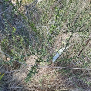 Discaria pubescens at Rendezvous Creek, ACT - 11 Oct 2023