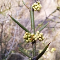 Discaria pubescens at Rendezvous Creek, ACT - 11 Oct 2023 12:36 PM