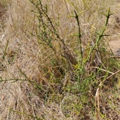 Discaria pubescens (Australian Anchor Plant) at Namadgi National Park - 11 Oct 2023 by LPadg