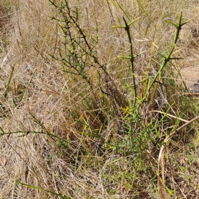 Discaria pubescens (Australian Anchor Plant) at Namadgi National Park - 11 Oct 2023 by LPadg