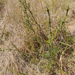 Discaria pubescens (Australian Anchor Plant) at Rendezvous Creek, ACT - 11 Oct 2023 by LPadg
