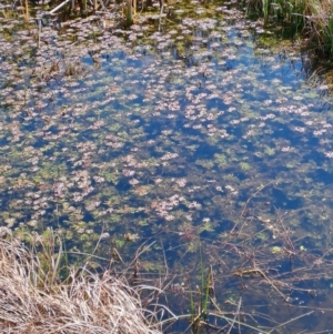 Ranunculus inundatus at Rendezvous Creek, ACT - 11 Oct 2023