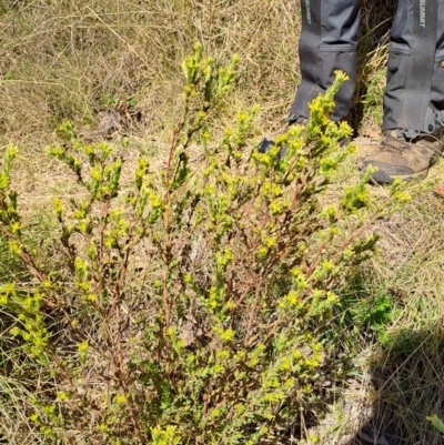 Pimelea curviflora var. gracilis (Curved Rice-flower) at Rendezvous Creek, ACT - 10 Oct 2023 by LPadg