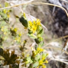 Pimelea curviflora var. gracilis at Rendezvous Creek, ACT - 11 Oct 2023 10:21 AM