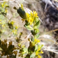 Pimelea curviflora var. gracilis at Rendezvous Creek, ACT - 11 Oct 2023 10:21 AM