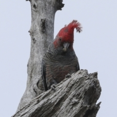 Callocephalon fimbriatum (Gang-gang Cockatoo) at Gossan Hill - 10 Oct 2023 by AlisonMilton