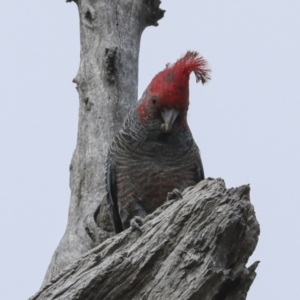 Callocephalon fimbriatum at Bruce, ACT - suppressed