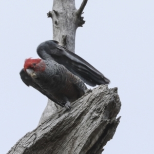 Callocephalon fimbriatum at Bruce, ACT - suppressed