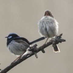 Malurus cyaneus (Superb Fairywren) at Belconnen, ACT - 11 Oct 2023 by AlisonMilton