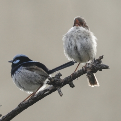 Malurus cyaneus (Superb Fairywren) at Belconnen, ACT - 11 Oct 2023 by AlisonMilton