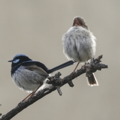 Malurus cyaneus (Superb Fairywren) at Belconnen, ACT - 10 Oct 2023 by AlisonMilton