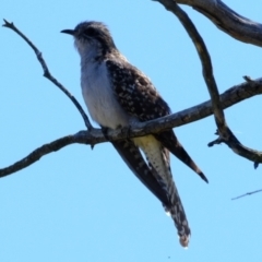 Cacomantis pallidus (Pallid Cuckoo) at Belconnen, ACT - 11 Oct 2023 by Kurt
