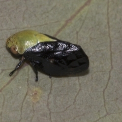 Chaetophyes compacta (Tube spittlebug) at Acton, ACT - 10 Oct 2023 by AlisonMilton