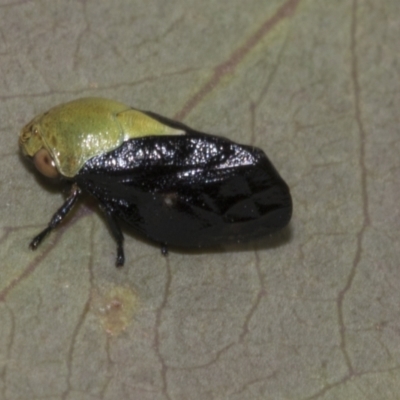 Chaetophyes compacta (Tube spittlebug) at Acton, ACT - 9 Oct 2023 by AlisonMilton