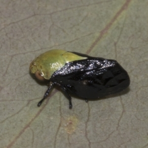 Chaetophyes compacta at Acton, ACT - 10 Oct 2023