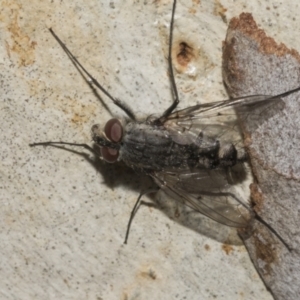Senostoma sp. (genus) at Acton, ACT - 10 Oct 2023