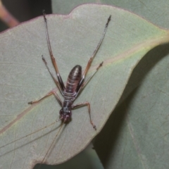 Torbia viridissima (Gum Leaf Katydid) at Acton, ACT - 9 Oct 2023 by AlisonMilton