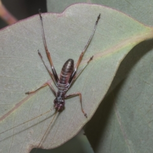 Torbia viridissima at Acton, ACT - 10 Oct 2023 09:11 AM