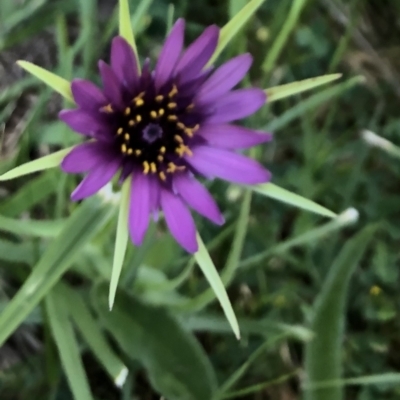 Tragopogon porrifolius subsp. porrifolius (Salsify, Oyster Plant) at Latham, ACT - 10 Oct 2023 by WendyW