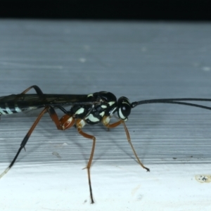 Xanthocryptus novozealandicus at Ainslie, ACT - 29 Sep 2023 08:33 AM