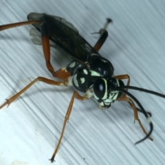 Xanthocryptus novozealandicus at Ainslie, ACT - 29 Sep 2023 08:33 AM