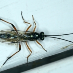 Xanthocryptus novozealandicus at Ainslie, ACT - 29 Sep 2023 08:33 AM