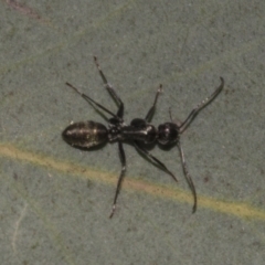 Camponotus aeneopilosus (A Golden-tailed sugar ant) at Acton, ACT - 9 Oct 2023 by AlisonMilton