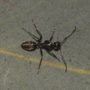 Camponotus aeneopilosus at Acton, ACT - 10 Oct 2023 09:16 AM