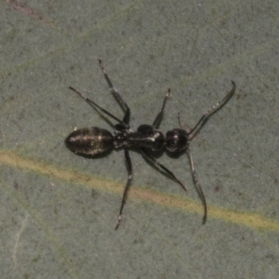 Camponotus aeneopilosus (A Golden-tailed sugar ant) at Acton, ACT - 9 Oct 2023 by AlisonMilton