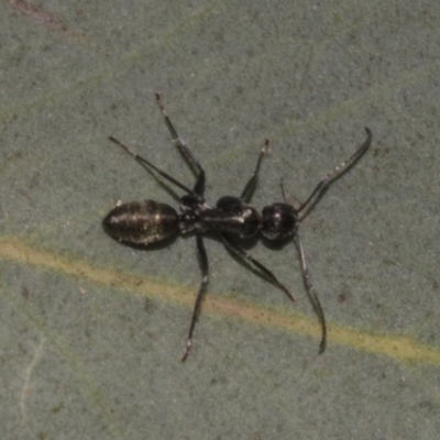 Camponotus aeneopilosus (A Golden-tailed sugar ant) at Acton, ACT - 10 Oct 2023 by AlisonMilton