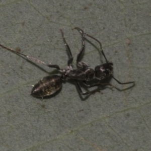 Camponotus aeneopilosus at Acton, ACT - 10 Oct 2023